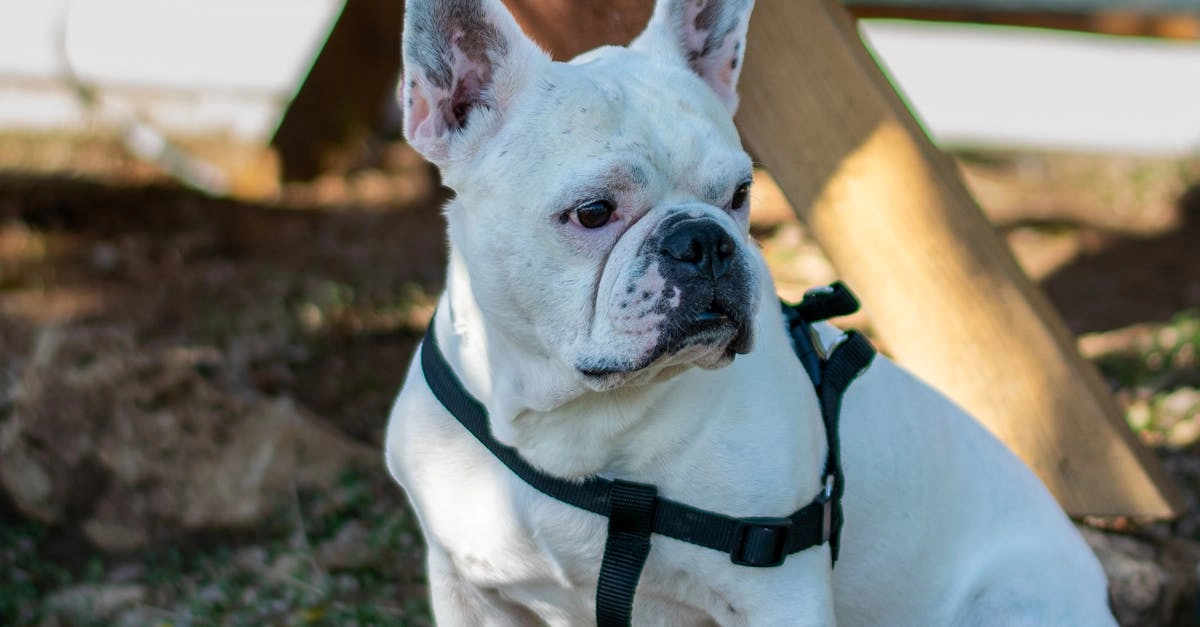 Программы лояльности казино без депозита - анализ бонусных систем